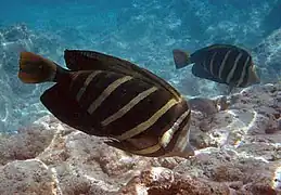 Pareja de Z. velifer en el arrecife de Kaho, Hawái