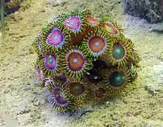 Zoanthidea: Zoanthus sp.