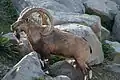 Macho en el zoológico de Zúrich, Suiza.