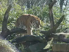 Tigre en el zoo