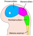 Imagen del desarrollo del tubo neural en un embrión humano de 4 semanas