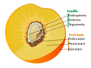 Partes del <a href='/wiki/Fruto' title='Fruto'>fruto</a> en una drupa como el melocotón. Pincha en los nombres para navegar.