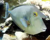 Ejemplar adulto en el Aquazoo de Düsseldorf.