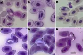 Gamontes de Hepatozoon domerguei (Hepatozoidae)