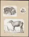 Ilustraciones científicas de la publicación Iconographia Zoologica, Universidad de Ámsterdam.