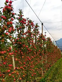 Cultivo de manzanas 'Red Delicious'.