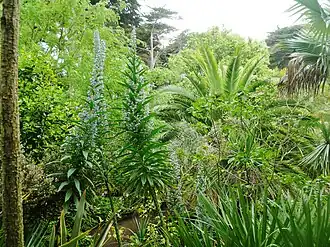 Île de Batz, Jardin Georges Delaselle.