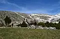 Caballo en el paisaje nevado del monte Timfi