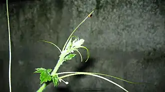 Tallo terminal con zarcillos.