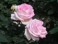 Rosa 'Princesse de Monaco' Meilland en el Parque de Ocio Kitaharima - Yokamura (Japón).