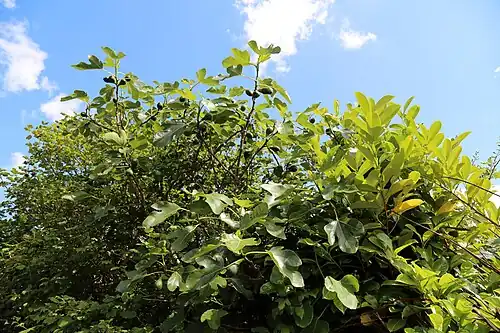 Higuera de 'Brown Turkey' en Shipley, West Sussex, Inglaterra.
