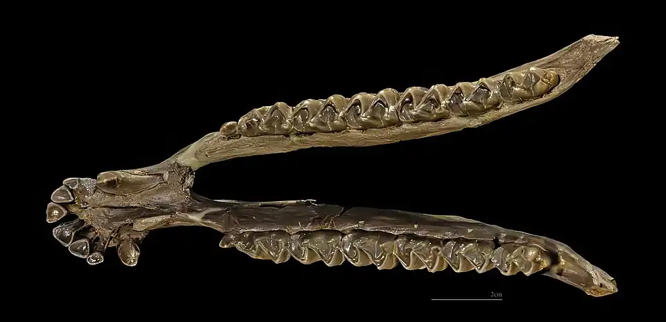 Anchitherium aurelianense - Mandíbula completa - Burdigaliense MHNT
