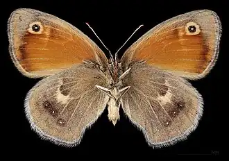 Coenonympha pamphilus marginata ♀ △