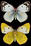Colias alfacariensis, ♀