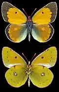 Colias myrmidone, ♂