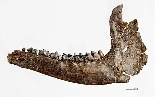 Dorcatherium guntianumHemimandíbula izquierda MHNT