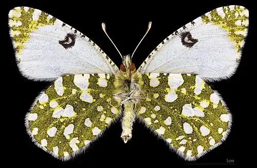Euchloe crameri ♀ △