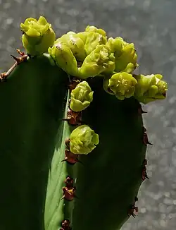 Las espinas foliares de las euforbiáceas son derivadas de las 2 estípulas, por eso aparecen de a pares. En la foto Euphorbia antiquorum, una euforbiácea típicamente de tallo suculento.