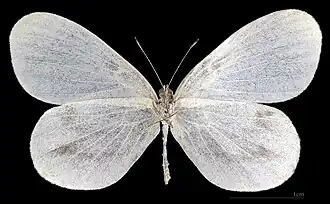 Leptidea sinapis ♀ △