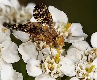 Neotephritis finalis - retrato