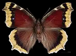 Forma aberrante Ex larva ♂