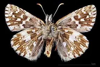 Pyrgus malvoide ♂ ♀ △