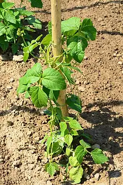 Phaseolus coccineus se enrosca en sentido horario