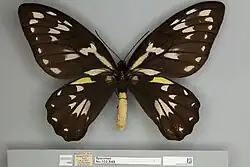 Ornithoptera victoriae regis hembra, vista dorsal