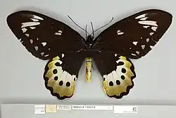 Ornithoptera goliath atlas hembra, vista dorsal