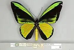 Ornithoptera goliath goliath macho, vista dorsal