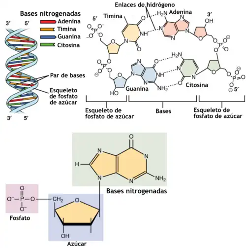 Nucleótido esquema de sus tres componentes: fondo verde (arriba derecha) la base nitrogenada. fondo azul (abajo centro) el azúcar pentosa (en forma de pentágono). fondo rosa (abajo izquierda) el fosfato.