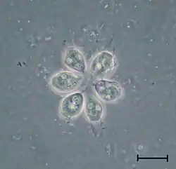 Colonia de Codosiga (Choanoflagellatea)