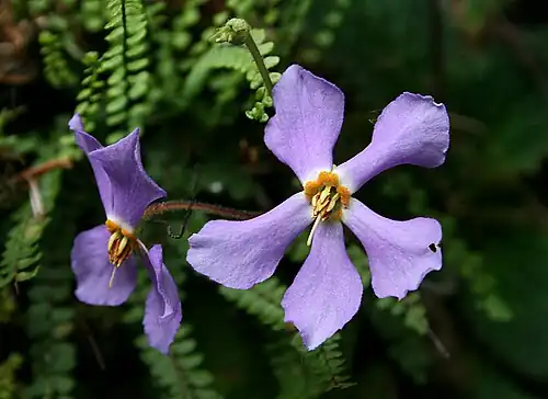 Ramonda de los Pirineos Ramonda myconi