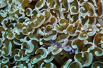 Gamba limpiadora asociada a E. ancora.