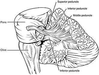 Arbor vitae y pedúnculos cerebelosos.
