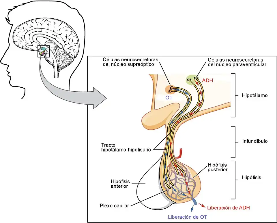 Lóbulo posterior de la hipófisis (Neurohipófisis) .