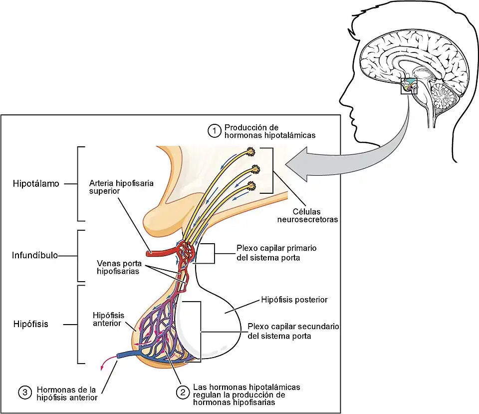 Sistema Porta, lóbulo anterior de la hipófisis (Adenohipófisis).
