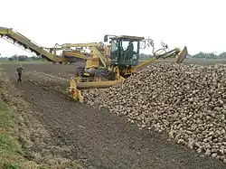 Cosecha de remolacha azucarera en Rheinhausen