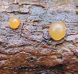Dacrymyces lacrymalis.