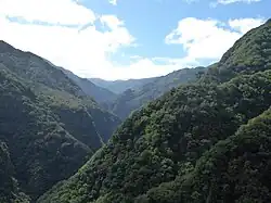 Bosque de laurisilva de Madeira