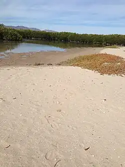 Manglares en isla Tiburón