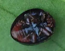 Adulto de Chilocorus bipustulatus en vista ventral.