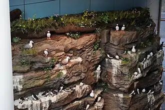 Maqueta de los acantilados de Látrabjarg con frailecillos y otras aves marinas.