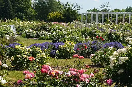 Rosaleda del Jardín Botánico de la Universidad Vytautas Magnus en Kaunas, Lituania.