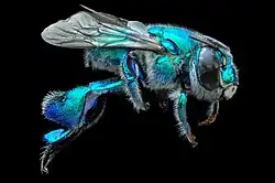 Macho de Euglossa by Kevin Dorian