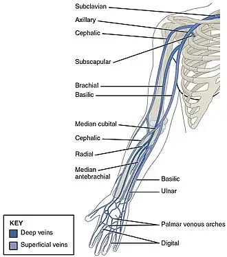 Venas profundas (en azul oscuro) y superficiales del miembro superior humano.