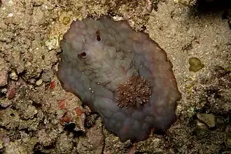 Asteronotus hepaticus o Asteronotus cf cespitosus