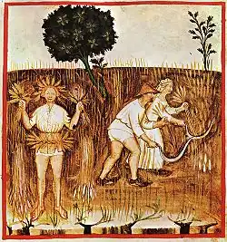 Campesinos segando. Ilustración del siglo XIV (Tacuinum sanitatis).