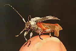 Leptostylus asperatus.