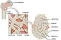Estructura del hueso esponjoso